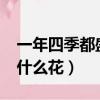 一年四季都盛開的花是什么花?（百花之王是什么花）
