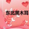 東北黑木耳價格圖片（東北黑木耳價格）
