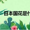 日本國花是什么花名（日本國花是什么花）