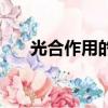 光合作用的反應式（光合作用的實質）