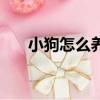 小狗怎么養不容易生病（小狗怎么養）
