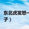 東北虎發怒一連咬死三頭獅子（東北虎秒殺獅子）