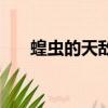 蝗蟲的天敵有哪些動物（蝗蟲的天敵）