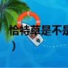 恰特草是不是興奮劑類毒品（恰特草是毒品嗎）