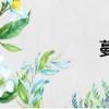 蔓菲洗發水（蔓菲）