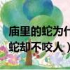 廟里的蛇為什么不能殺（這個廟里到處都是毒蛇卻不咬人）
