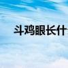斗雞眼長什么樣子（斗雞眼怎么形成的）
