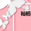 秈稻與粳稻的區別（秈稻）