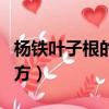 楊鐵葉子根的偏方治滑膜炎（楊鐵葉子根的偏方）