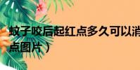 蚊子咬后起紅點多久可以消掉(蚊子咬后起紅點圖片)