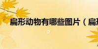 扁形動物有哪些圖片(扁形動物有哪些)