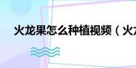 火龍果怎么種植視頻(火龍果怎么種植)