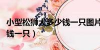 小型松獅犬多少錢一只圖片(小型松獅犬多少錢一只)