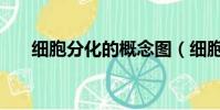 細胞分化的概念圖(細胞分化的概念)