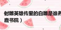 射雕英雄傳里的白雕是誰養的(射雕英雄傳白鹿書院)