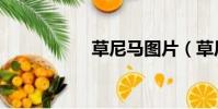 草尼馬圖片(草尼馬)