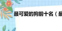 最可愛的狗前十名(最可愛的狗)