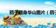 鷂子翻身華山圖片(鷂子翻身 華山)