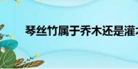 琴絲竹屬于喬木還是灌木(琴絲竹)