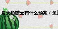 夏天魚鱗云有什么預兆(魚鱗云有什么預兆)