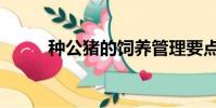 種公豬的飼養管理要點(種公豬)