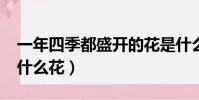 一年四季都盛開的花是什么花?(百花之王是什么花)