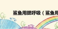 鯊魚用腮呼吸(鯊魚用什么呼吸)