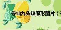 尋仙九頭蛟原形圖片(尋仙激活碼)