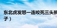 東北虎發怒一連咬死三頭獅子(東北虎秒殺獅子)