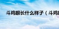 斗雞眼長什么樣子(斗雞眼怎么形成的)
