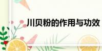 川貝粉的作用與功效(川貝粉)