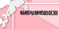 秈稻與粳稻的區別(秈稻)