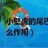 小壁虎的尾巴有什么功能（小壁虎的尾巴有什么作用）