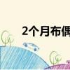 2個月布偶貓怎么養（布偶貓怎么養）
