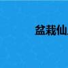 盆栽仙人掌批發（盆栽仙人掌）