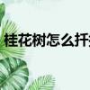 桂花樹怎么扦插才能成活（桂花樹怎么種植）