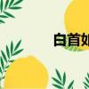 白首如新的意思（白首如新）