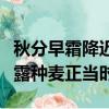 秋分早霜降遲寒露種麥正當（秋分早霜降遲寒露種麥正當時）