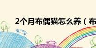 2個月布偶貓怎么養(布偶貓怎么養)