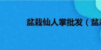 盆栽仙人掌批發(盆栽仙人掌)