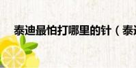 泰迪最怕打哪里的針(泰迪最怕打哪里)