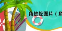 角蝰蛇圖片(角蝰)