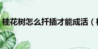 桂花樹怎么扦插才能成活(桂花樹怎么種植)