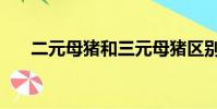 二元母豬和三元母豬區別(二元母豬)