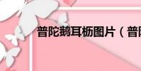 普陀鵝耳櫪圖片(普陀鵝耳櫪)