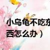 小烏龜不吃東西怎么辦小竅門（小烏龜不吃東西怎么辦）