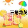 三角龍英文怎么讀（龍英文怎么讀）