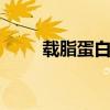 載脂蛋白b偏高的原因（載脂蛋白）