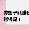 養蝎子能賺錢嗎蝎子養殖前景如何（養蝎子能賺錢嗎）