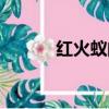 紅火蟻的危害與防治（紅火蟻）